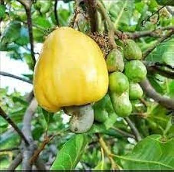 Cashew Nut Fruit Seeds 