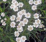 White Ptarmica Flower Seeds Heirloom Non-GMO High Germination Organic Garden Seeds for Planting