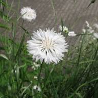 White Violet Centaurea Cyanus Flower Seeds Heirloom Non-GMO High Germination Organic Garden Seeds