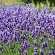 Purple Lavender Flower Seeds for Planting – Heirloom, Non-GMO, High Germination