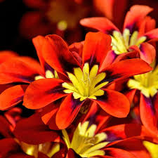 Red Sparaxis Flower Seeds – Heirloom, Non-GMO, High Germination Organic Garden Seeds