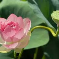 Xanthoceras Flower Seeds Pink – Heirloom, Non-GMO, High Germination Organic Garden Seeds