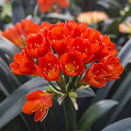 Clivia Flowers Seeds Red for Planting – Heirloom Non-GMO High Germination Organic Seeds