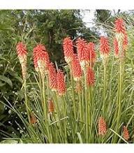 Mixed Kniphofia Flower Seeds – Heirloom Non-GMO High Germination Seeds