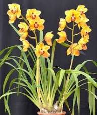 Yellow Cymbidium Orchid Flower Seeds – Heirloom, Non-GMO, High Germination Organic Garden Seeds