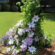 Mixed Clamities Flower Seeds – Heirloom, Non-GMO, High Germination Seeds for Planting