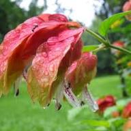 Shrimp Flower Seeds for Planting – Heirloom, Non-GMO, High Germination Organic Garden Seeds