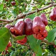 Heirloom Red Wintergreen Fruit Seeds for Planting – Non-GMO High Germination Organic Garden Seeds for Hardy Berries Seeds for Planting