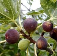 Black Mission Fig Seeds for Planting Heirloom Non-GMO High Germination Organic Garden Seeds
