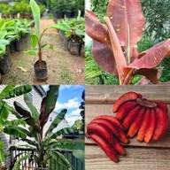 Mixed Banana Tree Seeds – Heirloom, Non-GMO, High Germination Organic Garden Seeds