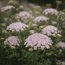 Semillas de flores Pink Didiscus – Cimarrón, Sin OGM, Semillas orgánicas de alta germinación para jardín