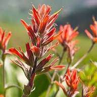 Red Castilleja Miniata Flower Seeds – Heirloom, Non-GMO, High Germination Organic Garden Seeds for Planting Seeds for Planting