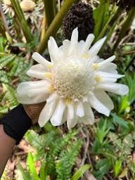 White Etlingera Flower Seeds Heirloom Non-GMO High Germination Organic Garden Seeds for Planting