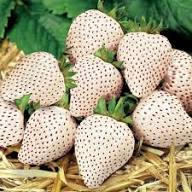 White Strawberry Seeds Heirloom Non-GMO High Germination Organic Garden Seeds for Planting