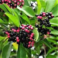 Coralberry Flower Seeds for Planting – Heirloom Non-GMO High Germination Seeds