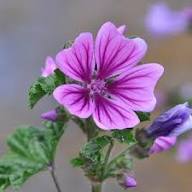 Purple Surfinia Flower Seeds Heirloom Non-GMO High Germination Organic Garden Seeds for Planting