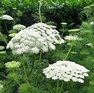 White Visnaga Daucoides Flower Seeds Heirloom Non-GMO High Germination Organic Garden Seeds