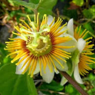 Yellow Passiflora Flower Seeds Heirloom Non-GMO High Germination Organic Seeds