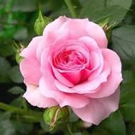 Semillas de flor Rosa Multiflora rosada – Cimarrón, sin OGM, semillas orgánicas de alta germinación para plantar en el jardín
