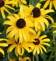 Yellow Rudbeckia Flowers Seeds Heirloom Non-GMO High Germination Organic Garden Seeds for Planting