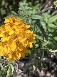 Yellow Tagetes Lemmonii Flower Seeds Heirloom Non-GMO High Germination Organic Seeds