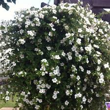 White Bacopa Flowers Seeds – Heirloom, Non-GMO, High Germination Organic Garden Seeds for Planting