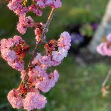 Pink Cerasus Serrulata Flower Seeds Heirloom Non-GMO High Germination Organic Garden Seeds for Planting
