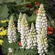 Lupini Flower Seeds White – Heirloom Non-GMO High Germination