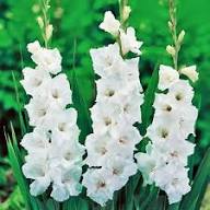 Semillas de flor de gladiolo tristis blanco verde para plantar, reliquia, no transgénicas, alta germinación, semillas de jardín orgánicas