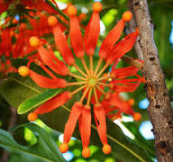 Red Stenocarpus Sinuatus Flower Seeds Heirloom Non-GMO High Germination Organic Garden Seeds for Planting