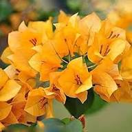 Perennial Bougainvillea Flower Seeds Yellow – Heirloom, Non-GMO, High Germination Organic Garden Seeds for Planting