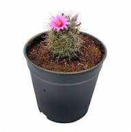 Perennial Giant Cactus Flower Seeds For Planting Pink – Heirloom, Non-GMO, High Germination Organic Garden Seeds for Planting Seeds for Planting