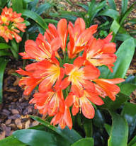 Clivia Flower Seeds Purple for Planting – Heirloom Non-GMO High Germination Seeds Organic Garden Seeds Seeds for Planting