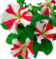White Red Petunia Flower Seeds Heirloom Non-GMO High Germination Organic Garden Seeds