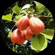 Semillas de ackee rojas, reliquia, sin OMG, alta germinación, orgánicas, semillas para plantar en el jardín
