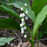 White Convallaria Flower Seeds – Heirloom Non-GMO High Germination