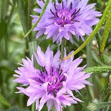 centaurea florence flower seeds