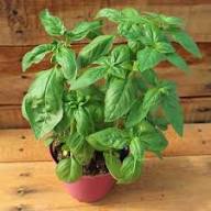 Basil Plant Seeds Organic Heirloom Non-GMO High Germination Organic Garden Seeds for Planting