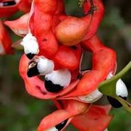 Red Guamuchil Fruit Seeds for Planting – Heirloom Non-GMO High Germination Organic Garden Seeds for Sweet Manila Tamarind Seeds for Planting