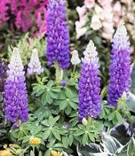 Violet Lupine Flower Seeds – Heirloom Non-GMO High Germination Organic Garden Seeds