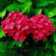 Red Macrophylla Flower Seeds – Heirloom, Non-GMO, High Germination Organic Garden Seeds for Planting