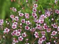 Chamelaucium Flower Seeds Pink Heirloom Non-GMO High Germination Organic Garden Seeds for Planting