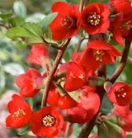 Red Chaenomeles Japonica Flower Seeds – Heirloom, Non-GMO, High Germination Organic Garden Seeds for Planting, Seeds for Planting