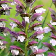 White Acanthus Mollis Flower Seeds Heirloom Non-GMO High Germination Organic Garden Seeds
