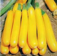 Yellow Zucchini Seeds for Planting – Heirloom, Non-GMO, Organic Vegetable Garden Seeds, High Germination Summer Squash