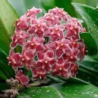 Pink Hoya Kerrii Flower Seeds – Seeds for Planting, Heirloom, Non-GMO, High Germination Organic Garden Seeds