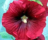 Red Hollyhock Flower Seeds – Heirloom, Non-GMO, High Germination Seeds