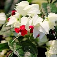 White Red Clerodendrum Thomsoniae Flower Seeds Heirloom Non-GMO High Germination Organic Garden Seeds for Planting
