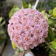Hoya Flower Seeds Pink – Seeds for Planting, Heirloom, Non-GMO, High Germination Organic Garden Seeds