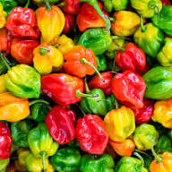 Mixed Pimento Pepper Seeds Heirloom Non-GMO High Germination Organic Garden Seeds for Planting
